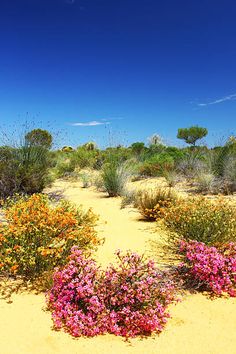 the desert is full of colorful flowers and plants