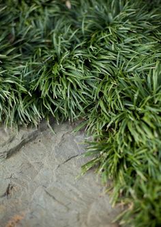 closeup of green needles on a tree