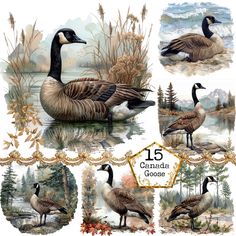 the canadian geese are depicted in this watercolor painting