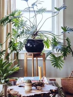 a table with a plant on it next to a potted plant in front of a window