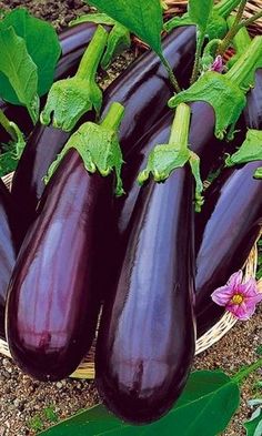 several eggplant plants in a basket on the ground