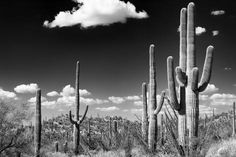 black and white photograph of saguados in the desert with clouds above them on a sunny day