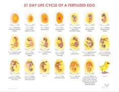 an image of the life cycle of a fertiized egg with different stages and stages