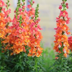 some orange and red flowers are in the grass