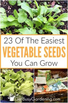 some vegetables are growing in the garden with text overlay that reads, 23 of the fastest vegetable seeds you can grow