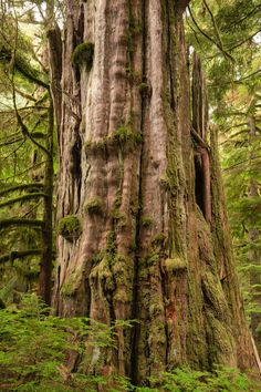 a large tree with moss growing on it's sides in the forest, surrounded by tall trees