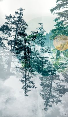 trees are reflected in the water on a foggy day