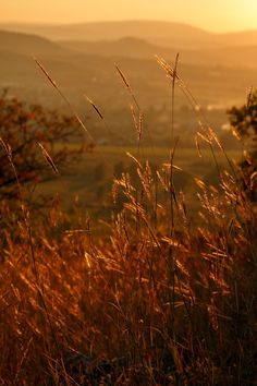 the sun shines brightly on some tall grass