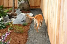 an orange cat walking down a path in a garden area next to a wooden fence