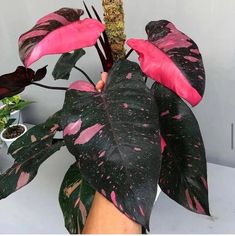 a plant with pink spots on it in someone's hand and some potted plants next to it