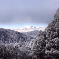 snow covered trees in the distance with mountains in the backgrouund and cloudy sky