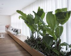 a living room filled with lots of green plants