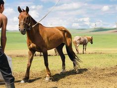 two horses are standing in a field with one horse tied to the ground and another horse walking behind them