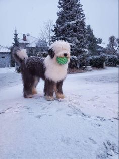 a dog with a green ball in its mouth standing on snow covered ground next to trees