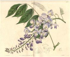 an illustration of purple flowers and green leaves