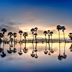 palm trees are reflected in the water at sunset