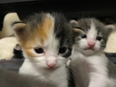 two kittens are sitting next to each other