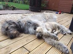 two long haired dogs laying on a wooden deck outside in the sun, with their heads resting on another dog's back