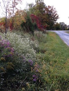 an empty road surrounded by wildflowers and trees