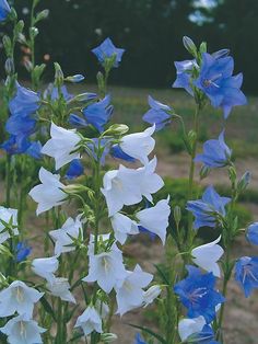 some blue and white flowers in a field