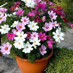 a large pot filled with lots of purple and white flowers next to a wooden bench