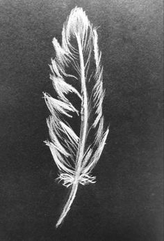 a black and white photo of a feather