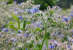 blue flowers are blooming in the field