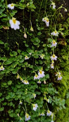 white and yellow flowers growing on the side of a mossy wall with green leaves