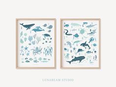 two framed pictures with different types of sea animals on them, one is blue and the other