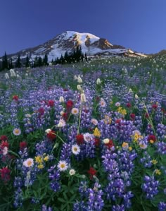 a field full of flowers with a mountain in the background