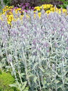 many different types of flowers in a garden