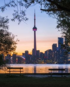 a city skyline with the cn tower towering over it's water and park benches