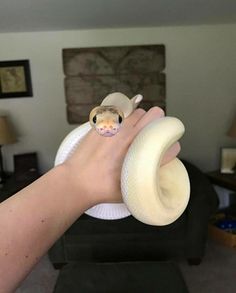 a person holding a white snake in their right hand and another animal on the other