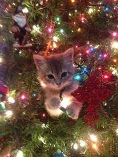 black and white photograph of a kitten in a christmas tree looking up at the camera