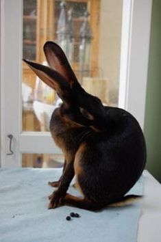 a rabbit sitting on top of a bed next to a window