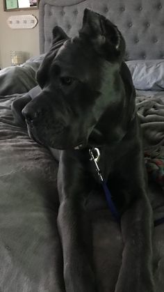 a large black dog laying on top of a bed