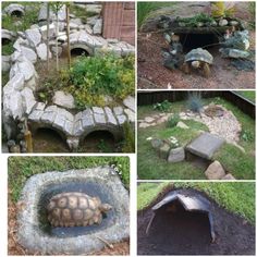 four different pictures of tortoises in the garden and on the ground, including one turtle