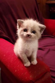 a small white kitten sitting on top of a red chair