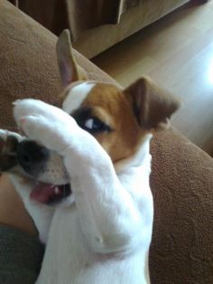 a small dog sitting on top of a couch holding its paws up to the camera