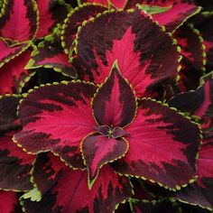 red and black flowers with green tips in the center are blooming close to each other