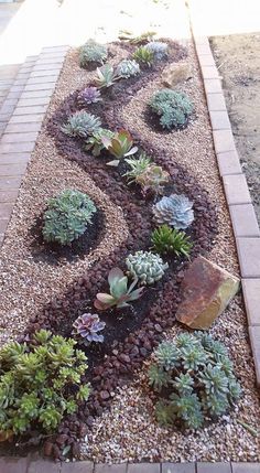 there are many succulents in the garden on this path that is lined with gravel