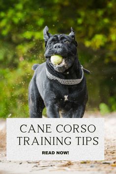 a dog running with a tennis ball in its mouth and the words cane corso training tips read now