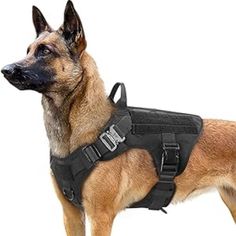 a german shepherd dog wearing a black harness