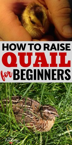 a hand holding a baby duck in the grass with text overlay reading how to raise quail for beginners