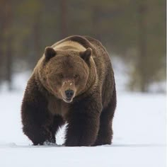 a large brown bear walking across a snow covered field