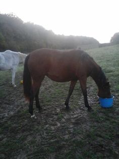 two horses are standing in the grass eating from a blue bowl that is on the ground