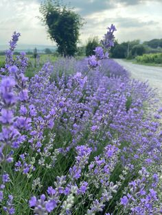 lavender flowers line the side of a country road