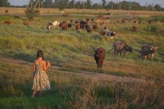 a woman standing in the middle of a field looking at cows