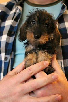 a person holding a small dog in their hands and looking at the camera while wearing a plaid shirt