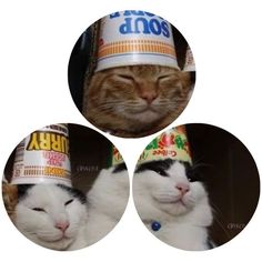 three pictures of cats wearing party hats on their heads and one has its eyes closed